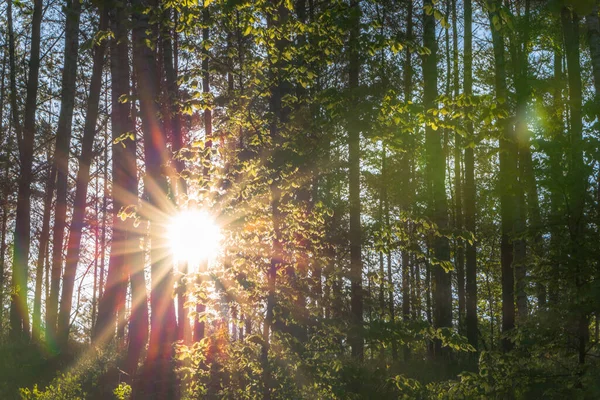 Τοπίο Ήλιο Και Δάσος Την Ανατολή Ακτίνες Του Ήλιου Λάμπουν — Φωτογραφία Αρχείου