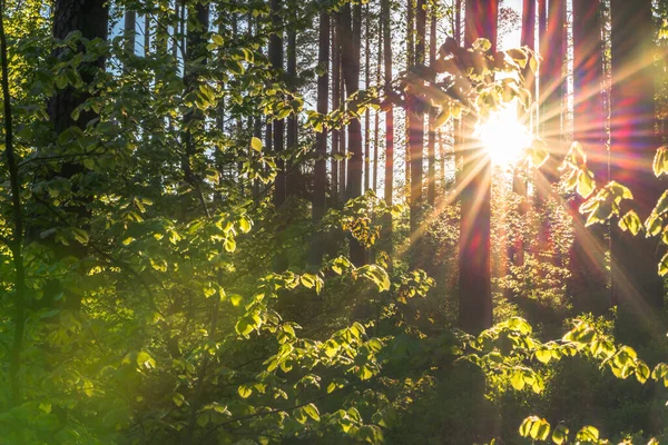 Tájkép Napkeltekor Napsütéssel Erdővel Napsugarak Fák Között Ragyognak Színes Napsugarakat — Stock Fotó