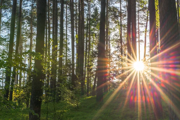 Τοπίο Ήλιο Και Δάσος Την Ανατολή Ακτίνες Του Ήλιου Λάμπουν — Φωτογραφία Αρχείου