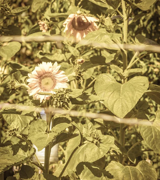 Sonnenblumen Sommergarten — Stockfoto