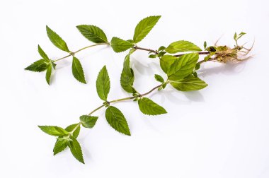 Beyaz arkaplanda izole edilmiş kökleri olan taze yeşil nane bitkisi..