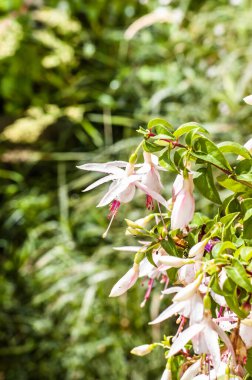 Fuchsia saksı çiçekleri, bulanık arkaplan ile seçici odak.