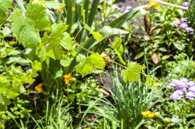 Bahçenin bulanık yeşil arka planında yemyeşil yapraklı genç üzüm ağaçları.