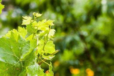 Bahçenin bulanık yeşil arka planında yemyeşil yapraklı genç üzüm ağaçları.