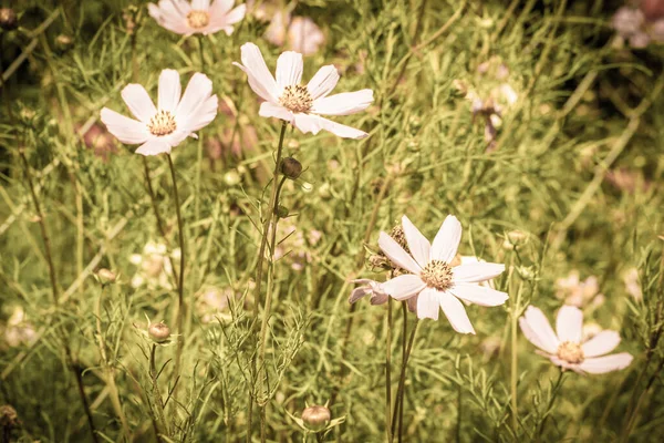 コスモスの花の背景 夏の庭の夏の花 フィールドの浅い深さ — ストック写真