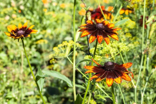 Rudbeckia Black Eyed Susan Flowers Summer Garden Summer Flowers Background — Stock Photo, Image