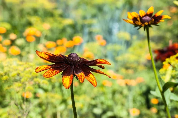 Rudbeckia Black Eyed Susan Flower Summer Garden Summer Flowers Background — Stock Photo, Image