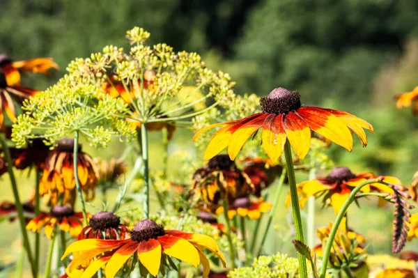 Rudbeckia Black Eyed Susan Flowers Summer Garden Summer Flowers Background — Stock Photo, Image