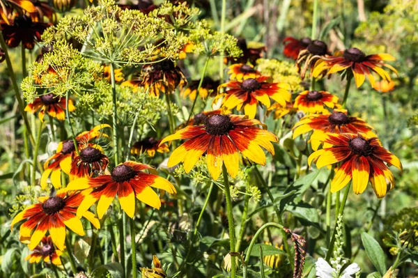 Rudbeckia Black Eyed Susan Flowers Summer Garden Summer Flowers Background — Stock Photo, Image