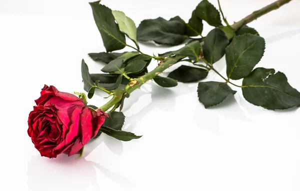 Tło Kwiatem Róży Czerwony Kolor Róża Izolowane Białym Tle Przydatne — Zdjęcie stockowe