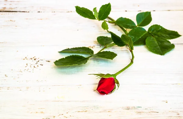 Tło Kwiatem Róży Czerwony Kolor Izolowany Białym Tle Drewnianych Desek — Zdjęcie stockowe