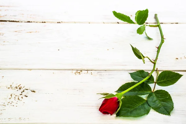 Kwiat Tła Róży Czerwona Róża Odizolowana Białej Drewnianej Desce Tło — Zdjęcie stockowe