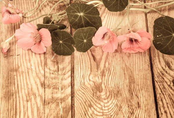 Fond Fleurs Style Vintage Avec Des Fleurs Nasturtium Disposées Sur — Photo