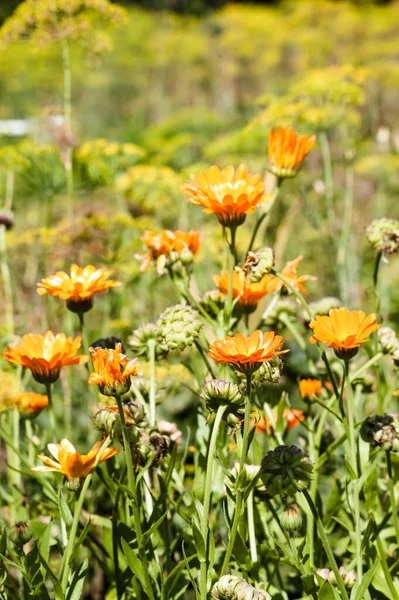 Marigold Calendula Officinalis Summer Flowers Backgrounds Flowers Summer Garden Selective — Stock Photo, Image