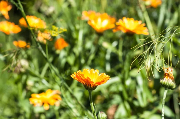 マリーゴールド カレンダー公式夏の花の背景 夏の庭の花 背景がぼやけた選択的フォーカス — ストック写真
