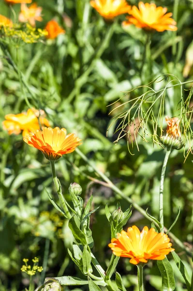 マリーゴールド カレンダー公式夏の花の背景 夏の庭の花 背景がぼやけた選択的フォーカス — ストック写真