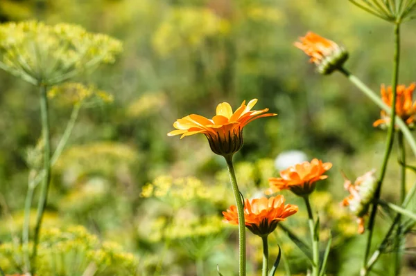 Marigold Calendula Officinalis Summer Flowers Backgrounds Flowers Summer Garden Selective — Stock Photo, Image