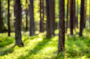 Odaklanamayan orman, bulanık bulanık arka plan