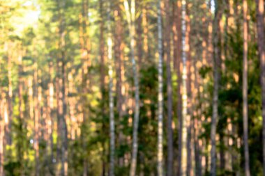 Odaklanamayan orman, bulanık bulanık arka plan