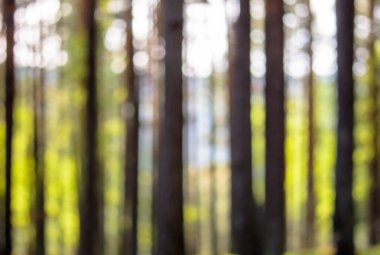 Odaklanamayan orman, bulanık bulanık arka plan