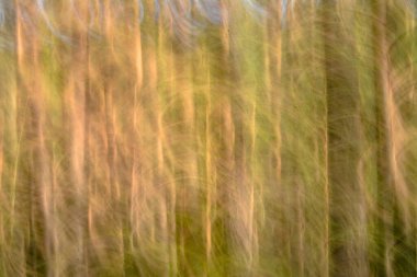 Odaklanamayan orman, bulanık bulanık arka plan