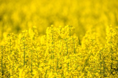 Sarı kolza tohumu tarlası olan manzara. Çiçek açan kanola çiçekleri. Sarı çiçekli tecavüz duvar kağıdı.