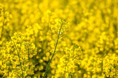 Sarı kolza tohumu tarlası olan manzara. Çiçek açan kanola çiçekleri. Sarı çiçekli tecavüz duvar kağıdı.