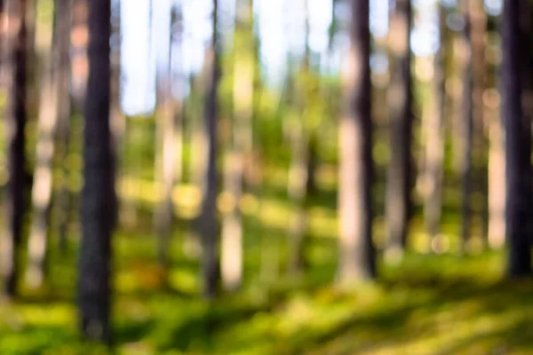 Unscharfer Wald Defokussierter Unscharfer Bokeh Hintergrund — Stockfoto