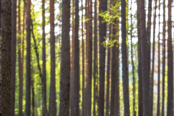 Unscharfer Wald Defokussierter Unscharfer Bokeh Hintergrund — Stockfoto