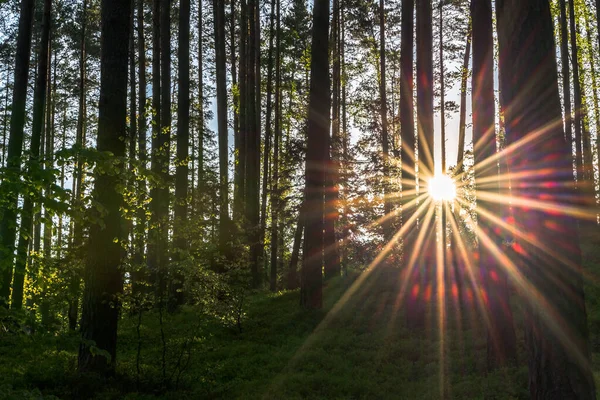 Tájkép Napkeltekor Napsütéssel Erdővel Napsugarak Fák Között Ragyognak Színes Napsugarakat — Stock Fotó