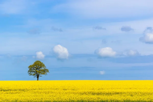 Rapeseed field, tree and sky. Yellow blooming rape flowers. Farmland landscape. Spring background.