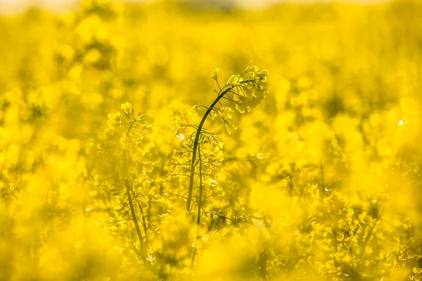 Sarı kolza tohumu tarlası olan manzara. Çiçek açan kanola çiçekleri. Sarı çiçekli tecavüz duvar kağıdı.