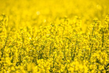 Sarı kolza tohumu tarlası olan manzara. Çiçek açan kanola çiçekleri. Sarı çiçekli tecavüz duvar kağıdı.