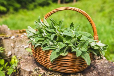 Taze nane. Taze toplanmış nane şekerli sepet. İlkbahar bitkileri hasat.