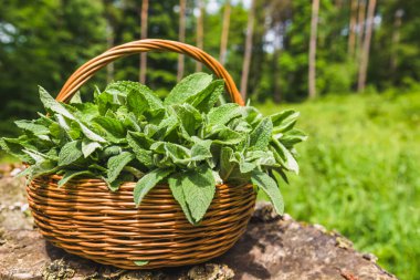 Taze nane. Taze toplanmış nane şekerli sepet. İlkbahar bitkileri hasat.