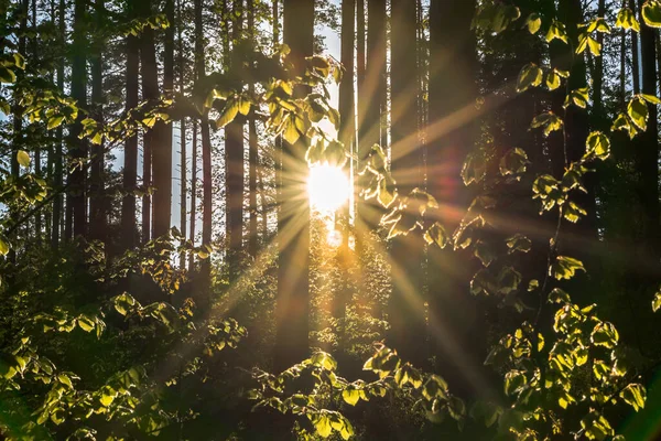 Landscape with sun and forest at sunrise. Sun rays shine through trees making colorful sunbeams.