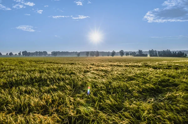 Пшеничне Поле Панорама Ландшафт Сільськогосподарських Культур Заходу Сонця Небо — стокове фото