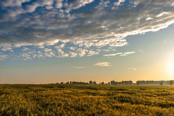 Búza Mező Panoráma Mezőgazdasági Termények Tájképe Naplemente Égen — Stock Fotó