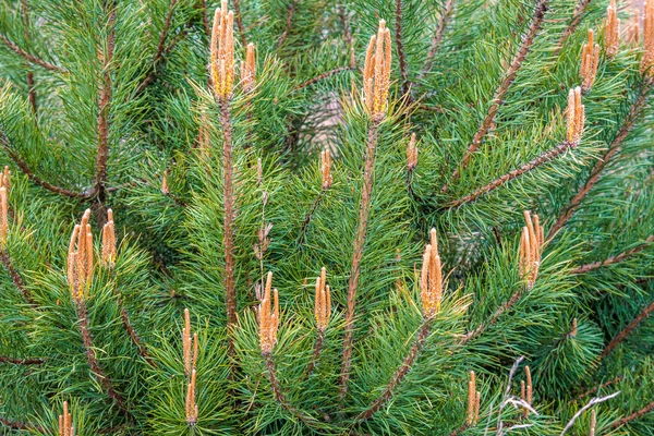 Fresh Pine Buds Spring — Stock Photo, Image