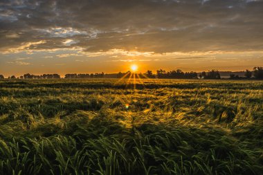 Buğday tarlası, panorma. Tarımsal ekinlerin ve günbatımı gökyüzünün manzarası.