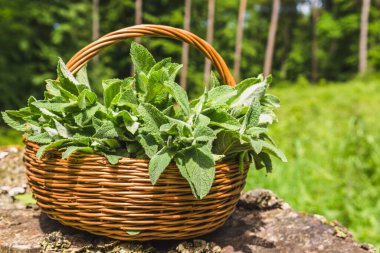 Taze nane. Taze toplanmış nane şekerli sepet. İlkbahar bitkileri hasat.