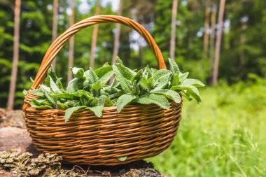 Taze nane. Taze toplanmış nane şekerli sepet. İlkbahar bitkileri hasat.