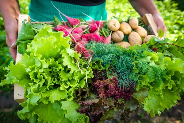 Agricultor Con Verduras Canasta Productos Recién Cosechados Jardín Granja Vegetal — Foto de Stock
