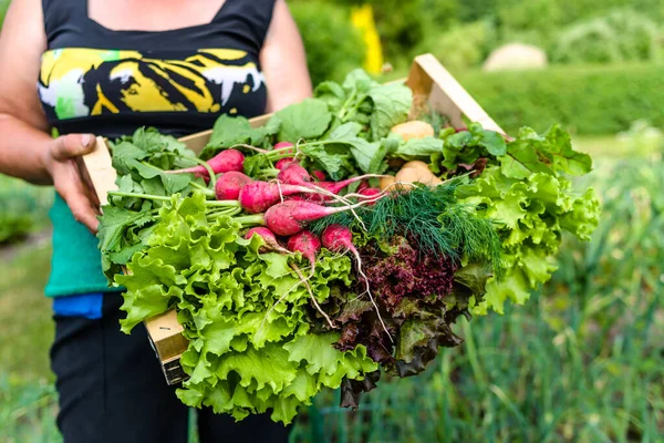 Cosechando Verduras Jardín Agricultor Con Verduras Hoja Recién Cosechadas Concepto — Foto de Stock