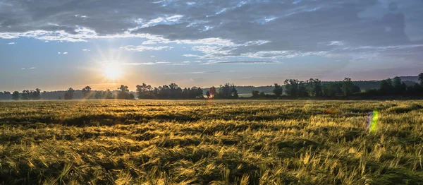 パノラマ 農業作物と夕焼け空の風景 — ストック写真