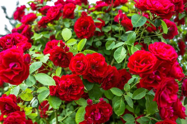 Belle Rose Rosse Giardino Valendine Giorno Sfondo — Foto Stock