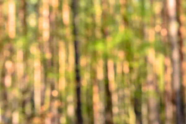 Unscharfer Wald Defokussierter Unscharfer Bokeh Hintergrund — Stockfoto