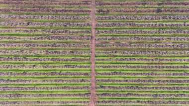 Uzun paralel sıralarda sıralanmış çiçek açan meyve bahçesinin Drone görünümü kırsal bir yola bölünmüştür. Tarım arazisi ilkbaharda ağaçlardan ve yeşil otlardan geometrik desenler oluşturuyor..