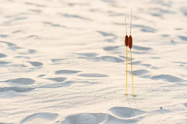 Due piante di giunco con due teste nella sabbia al tramonto. Concetto di solidarietà. — Foto Stock