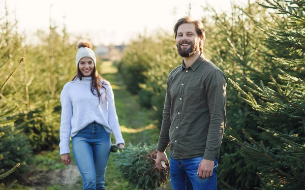 Jeune homme et sa jolie femme portent ensemble un arbre de Noël fraîchement coupé sur une plantation, se préparant pour les vacances. — Photo